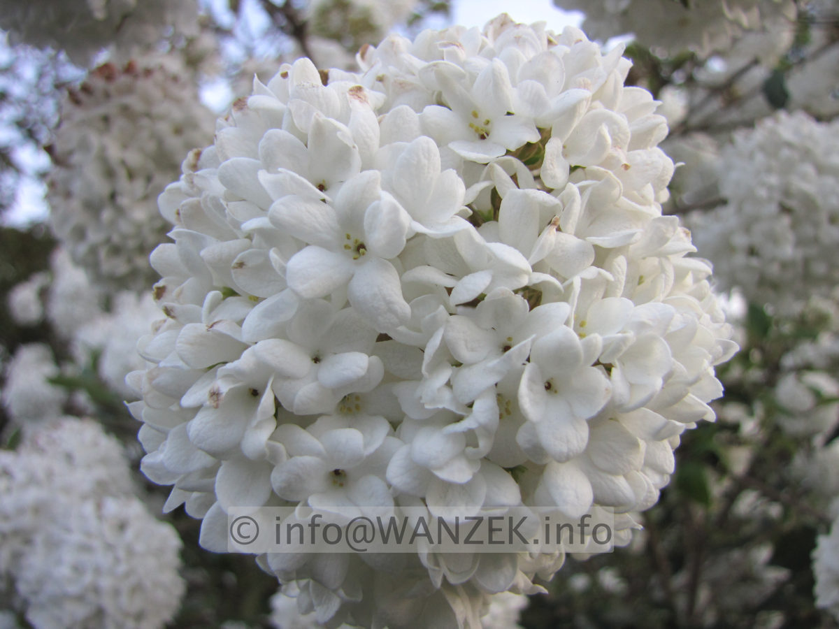 Viburnum Hybride Eskimo 02.JPG